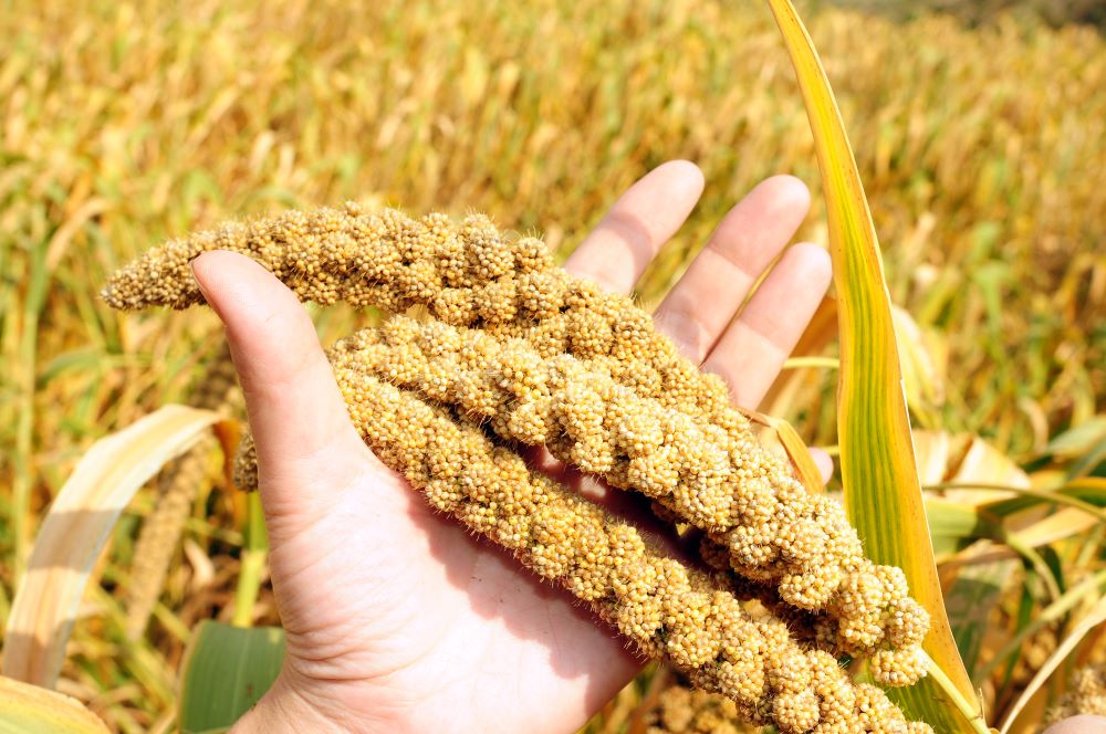 Celebrating the International Year of Millets: Nurturing Sustainable Food Systems