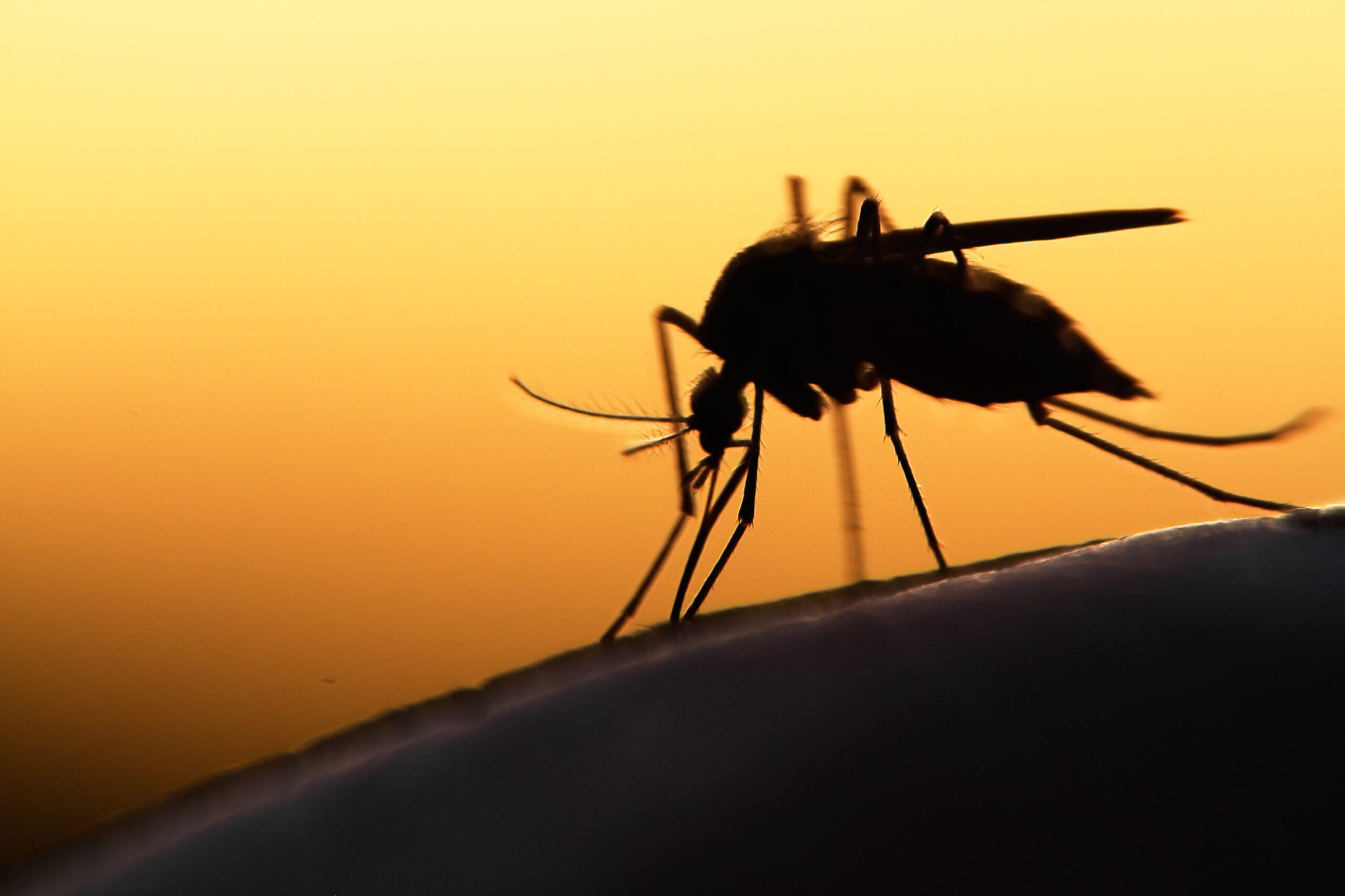 World Mosquito Day: Turning the Tide on Mosquito-Borne Diseases  